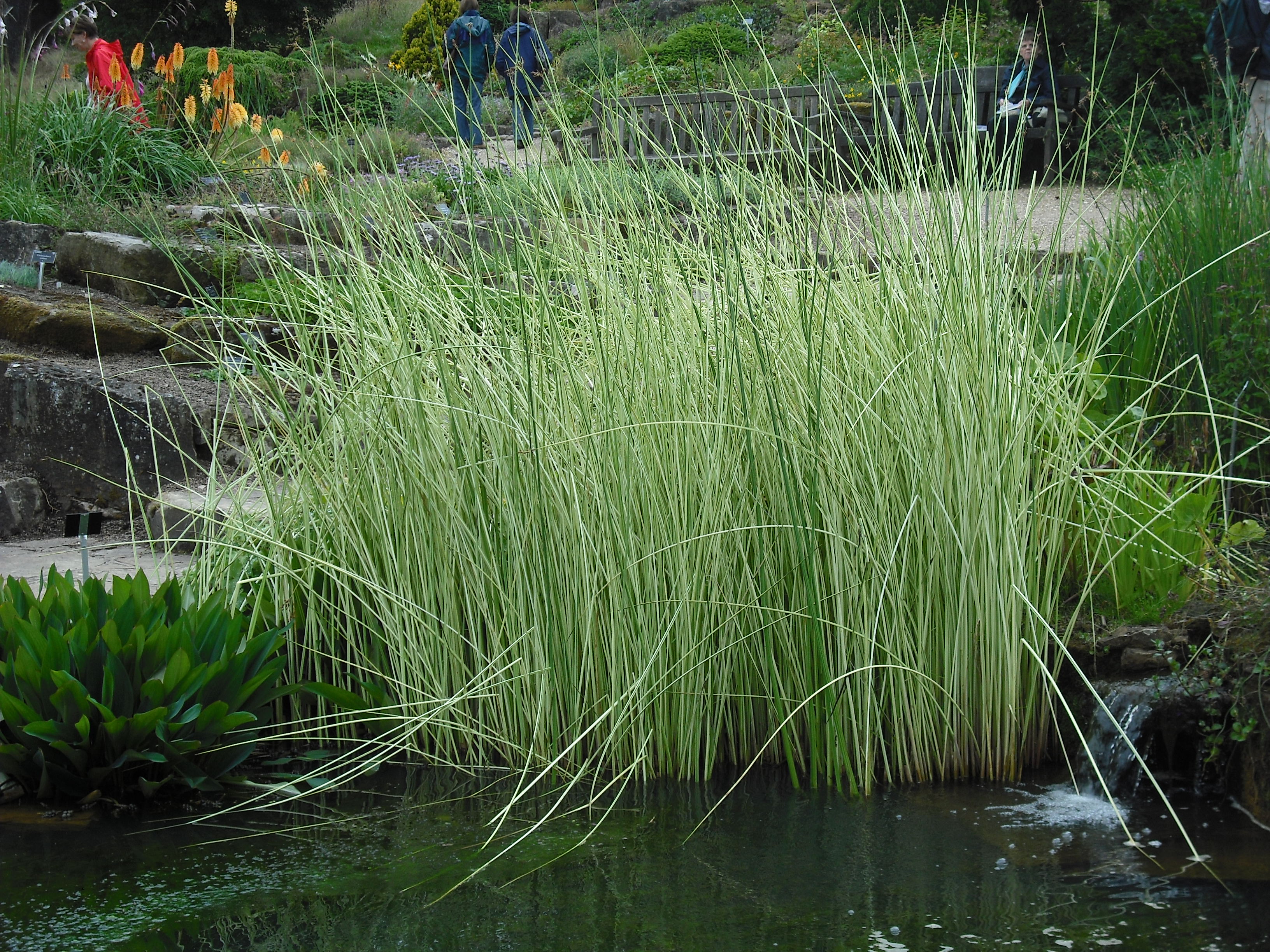 Schoenoplectus tabernaemontani 'Albescens'